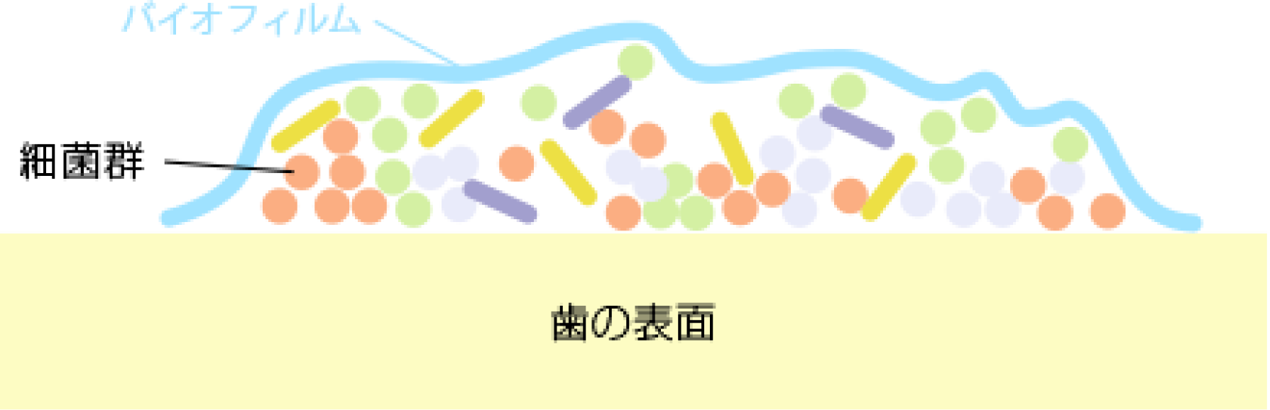 バイオフィルム